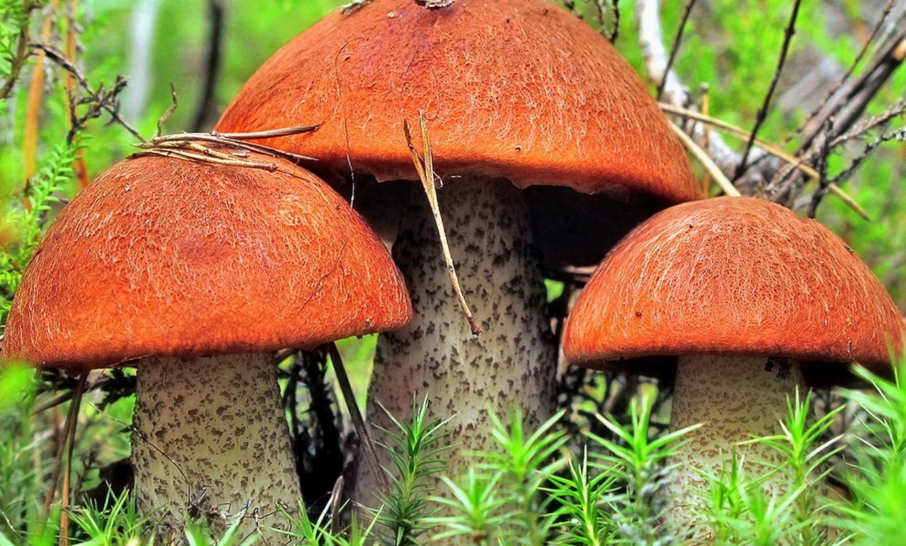 Фото Челмужская усадьба