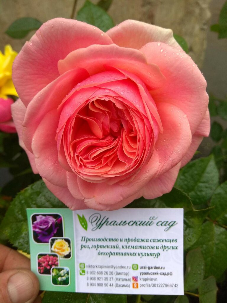 Питомники Урала Интернет Магазин