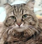 Altayvetuslugi, veterinarnaya klinika (Gushina Street, 160) ، عيادة بيطرية