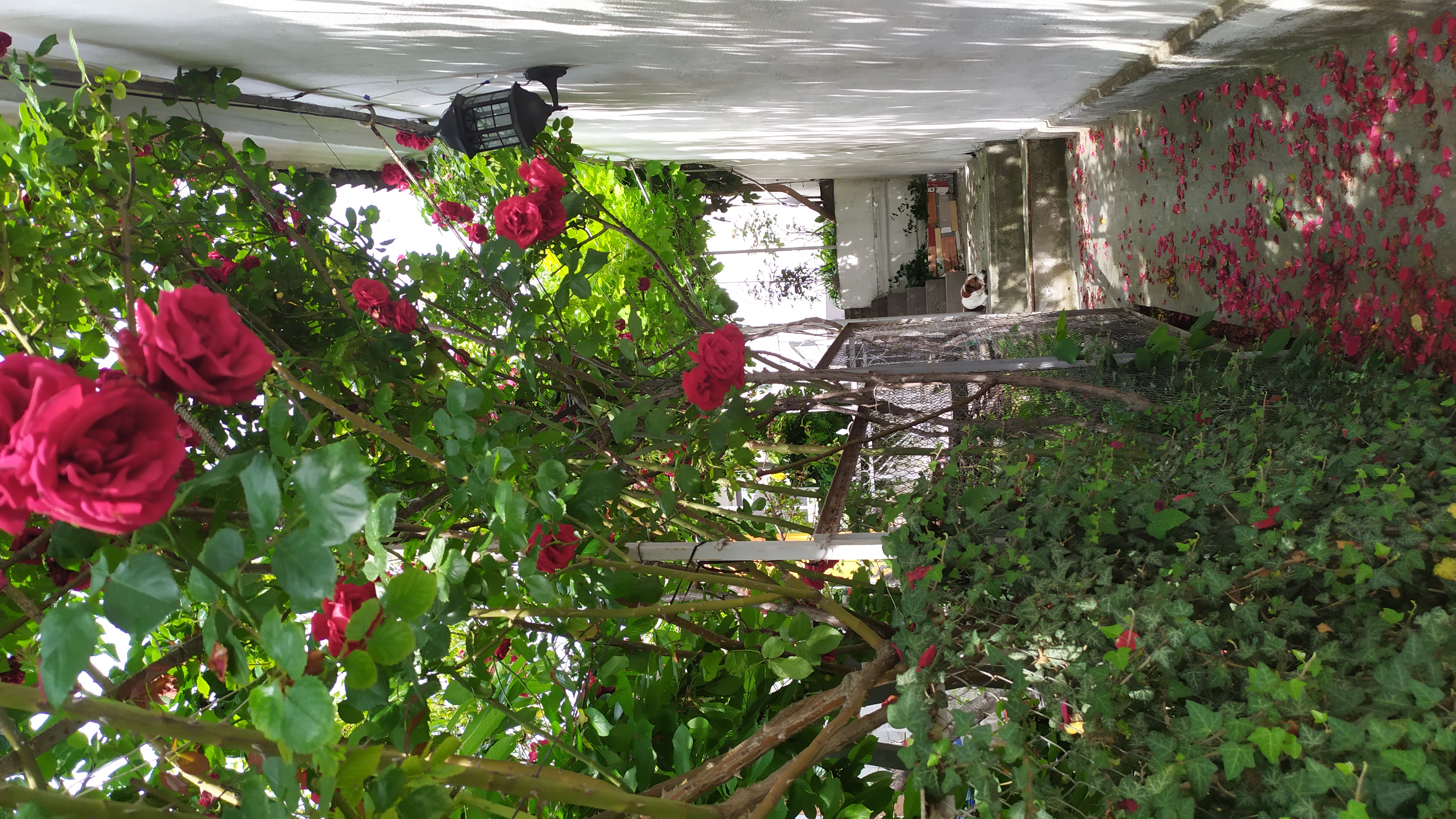 Фото Ребекка