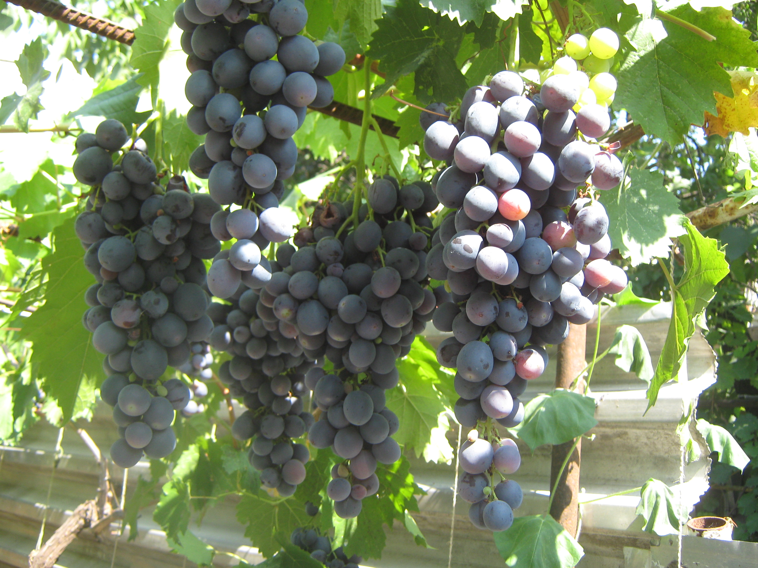 Фото Античный Дворик