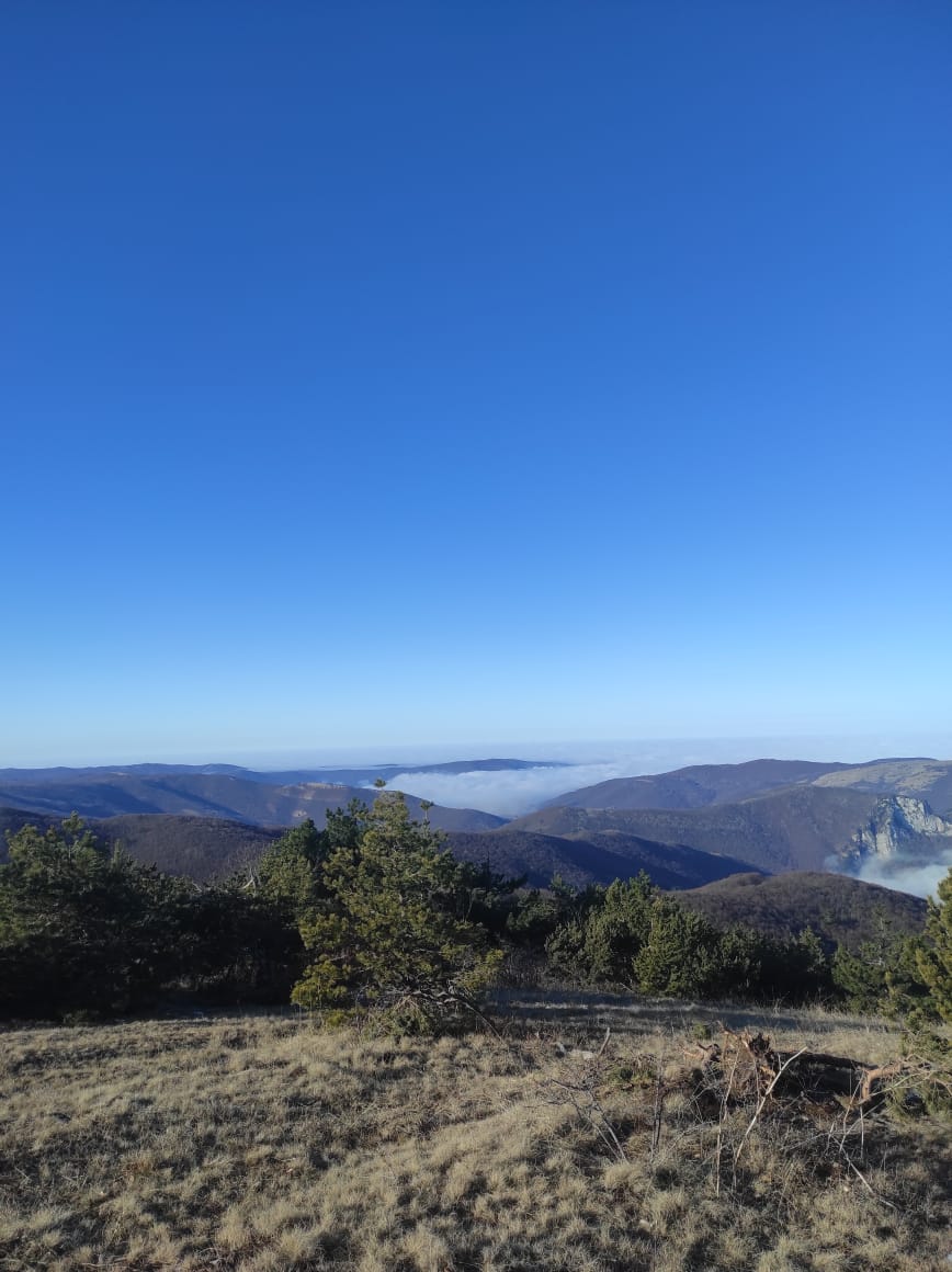 Фото Пчёлка
