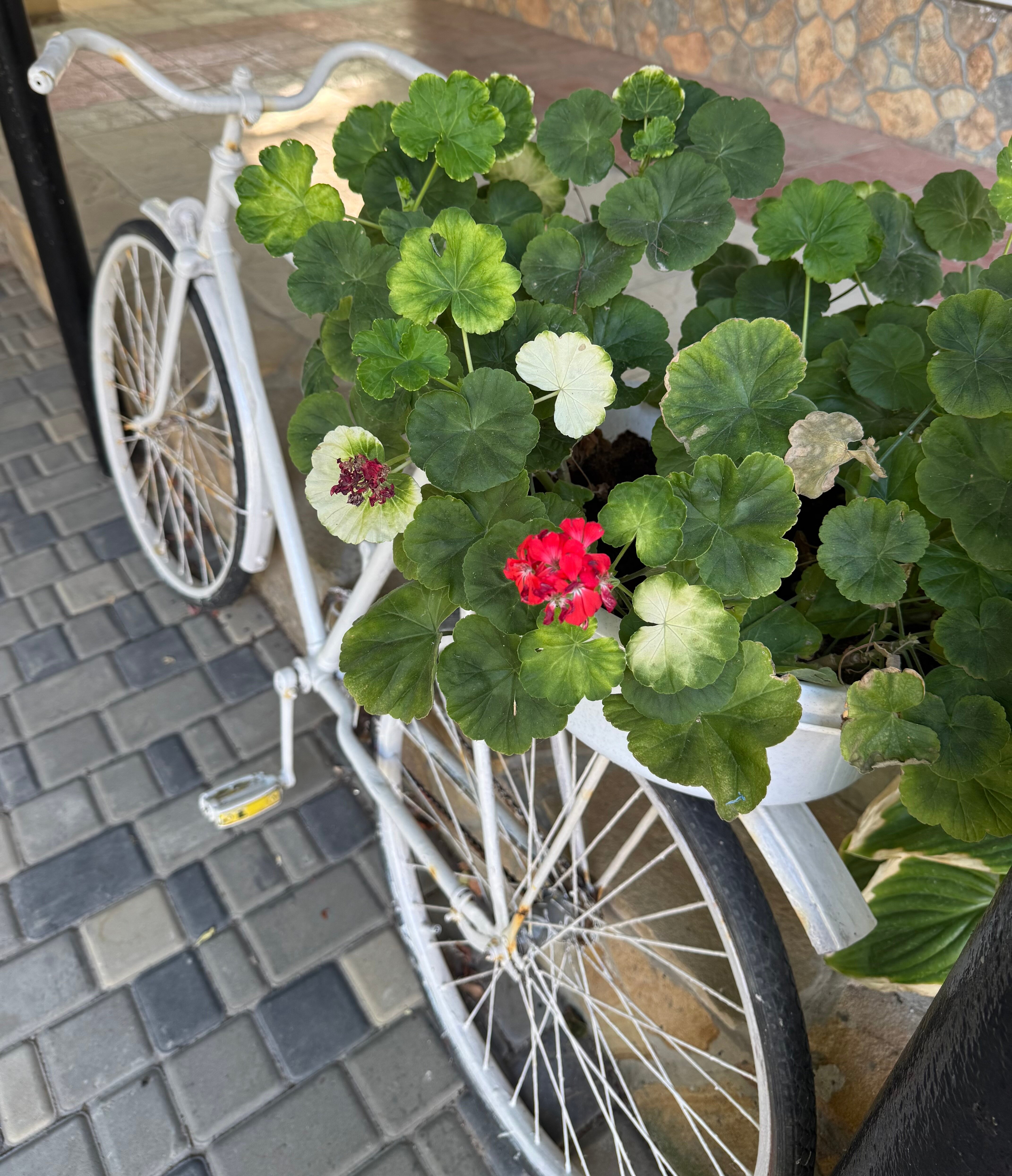 Фото Анкор