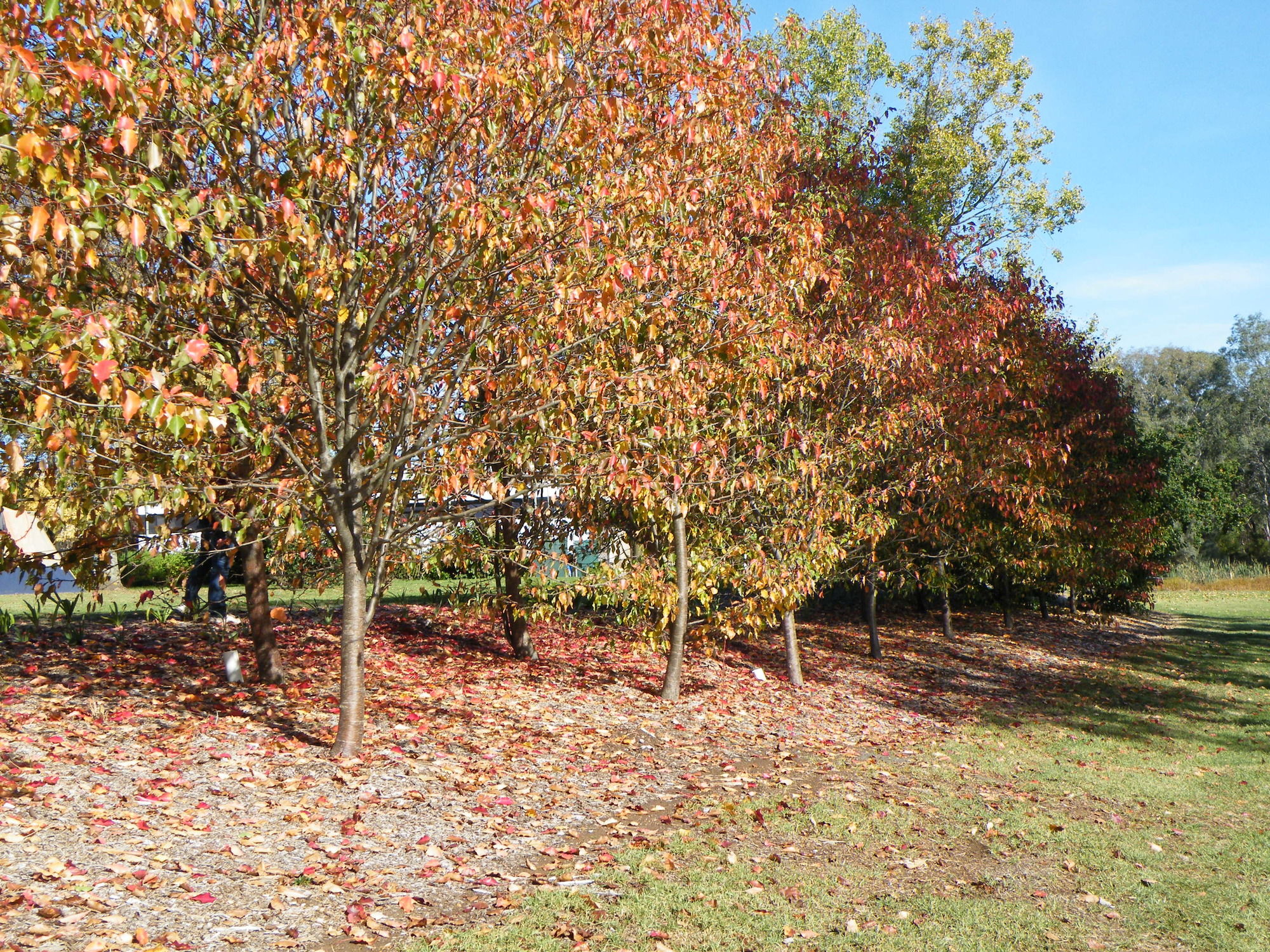 Фото Lake Hamilton Motor Village & Caravan Park