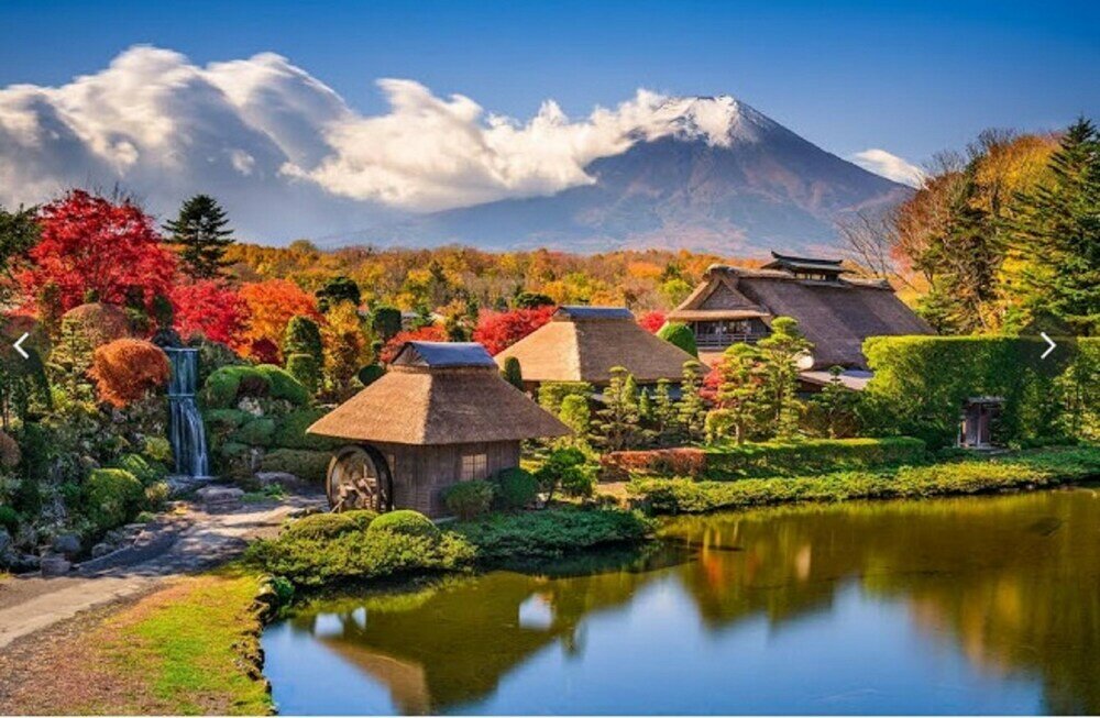 Фото Lupinus Kawaguchiko