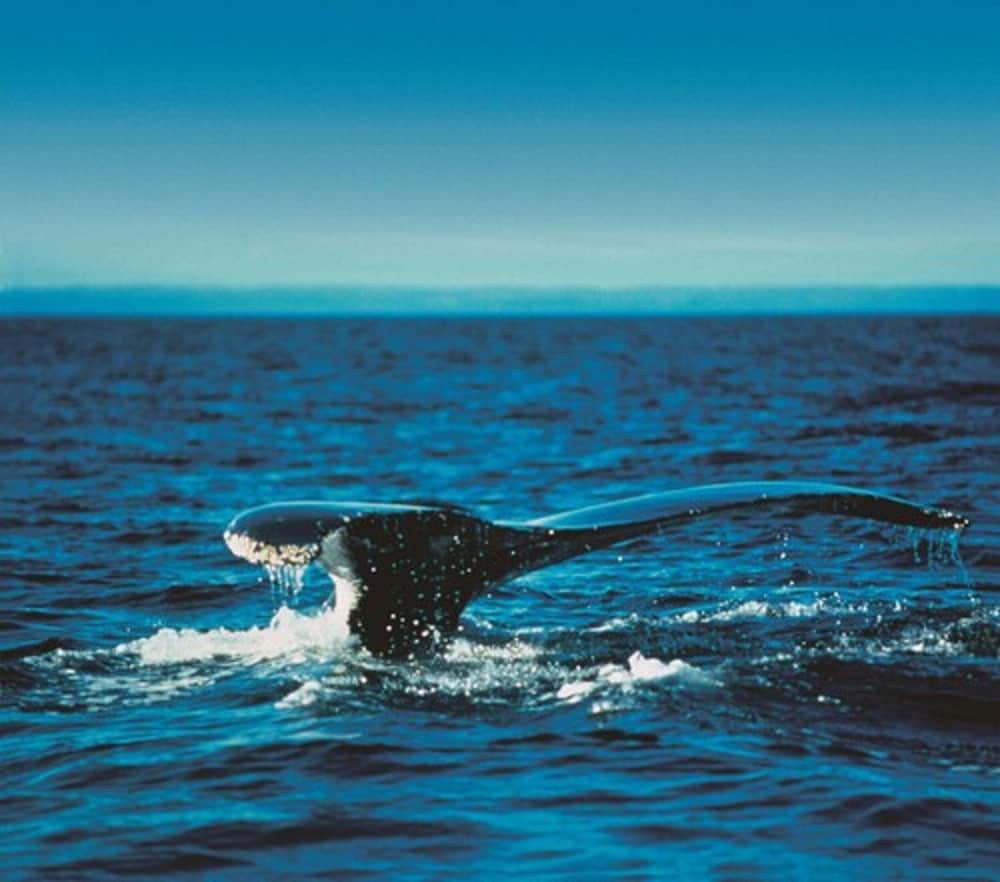 Фото Fairmont Le Manoir Richelieu