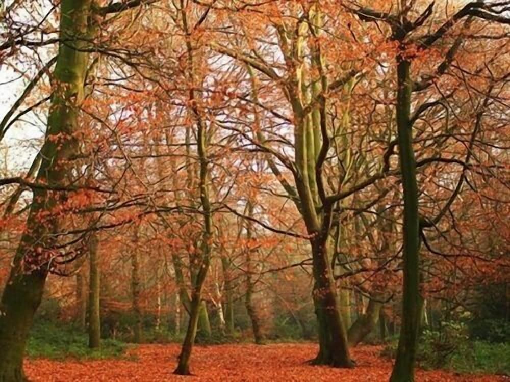 Фото Primrose Guest House