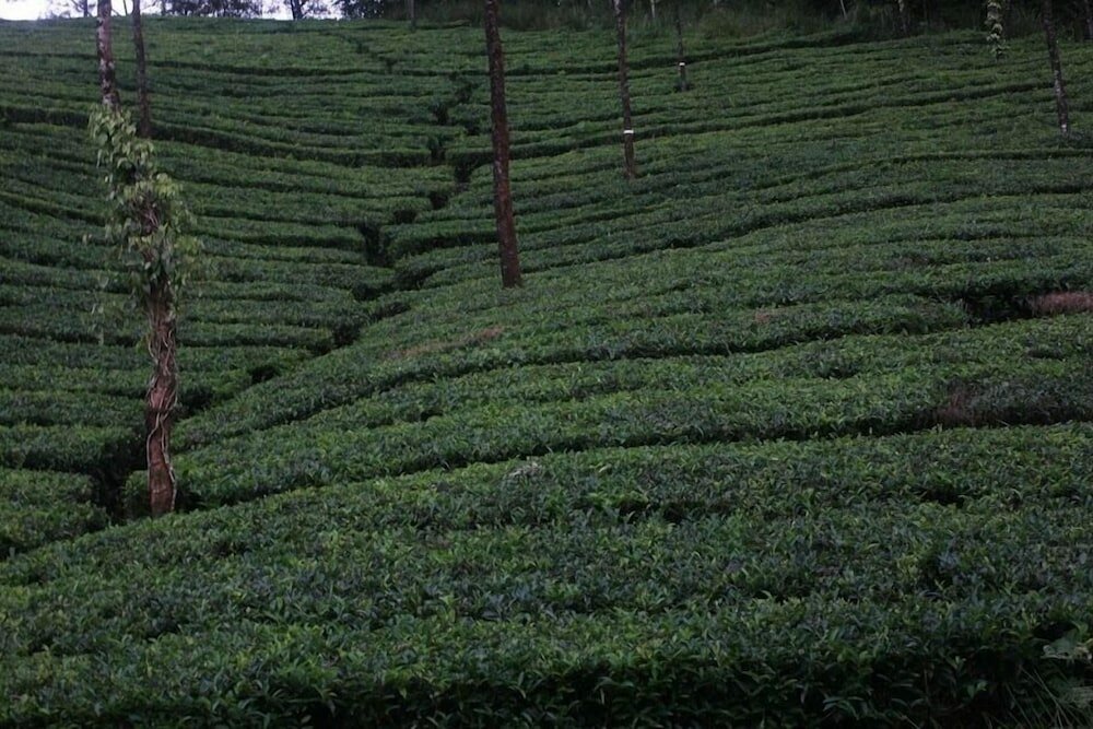 Фото Wild Elephant Eco-Friendly Resort