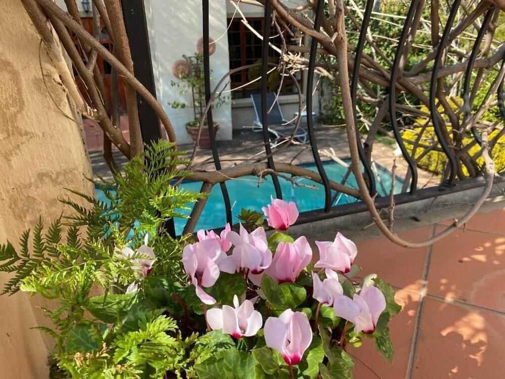 Фото Tuscan Rose