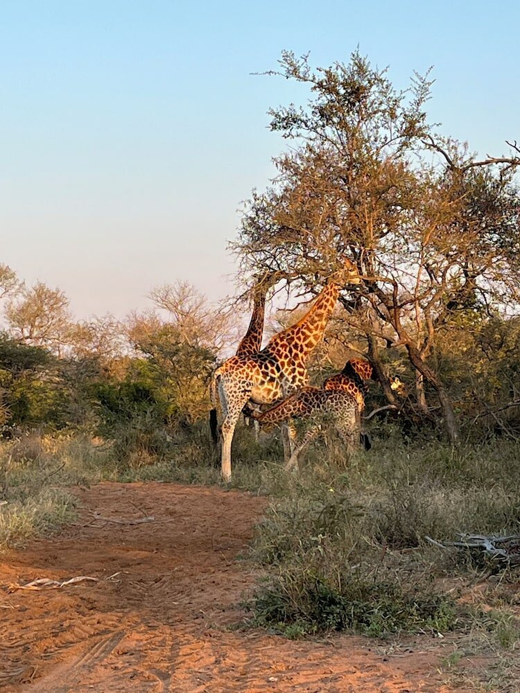 Фото Lindiwe Safari Lodge