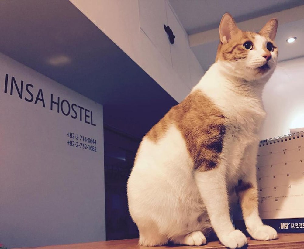 Фото Insadong Hostel