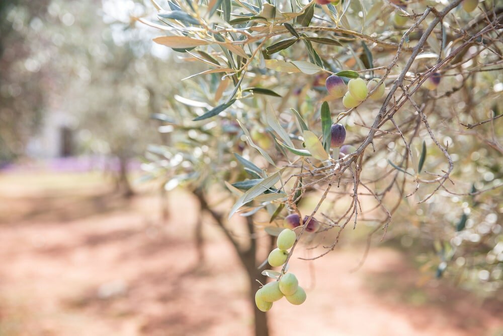 Фото Masseria Saietti