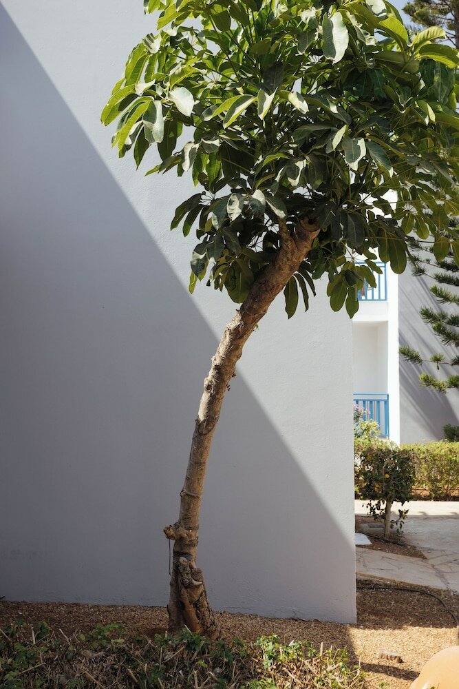 Фото Atlantica Callisto