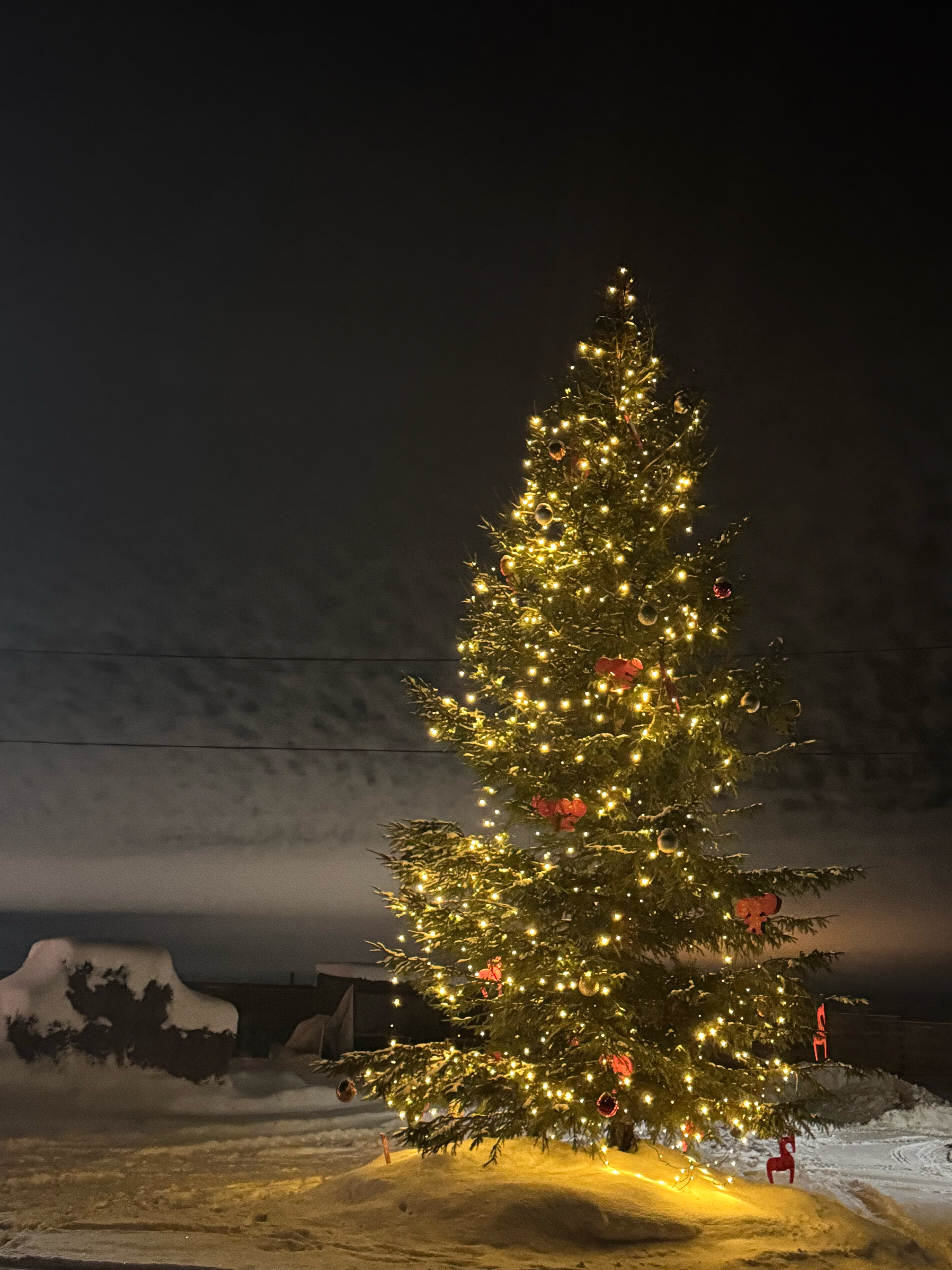 Фото Липовый цвет