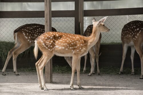 Гостиница Фореста Фестиваль Парк в Подмосковье