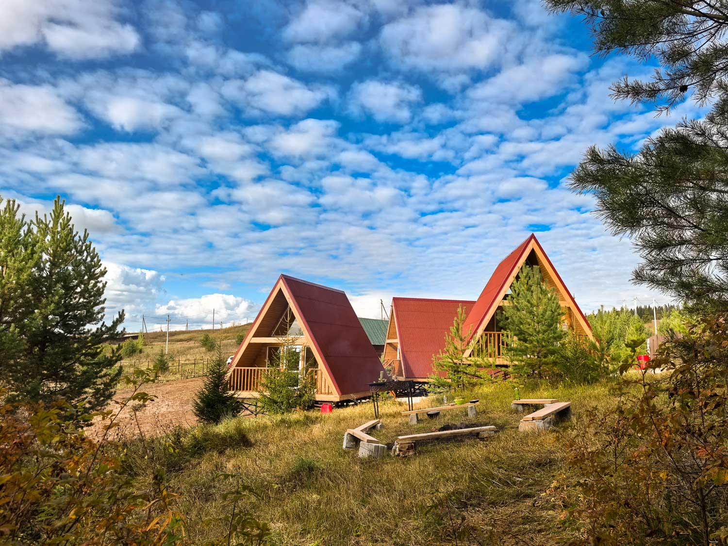 Фото Елки Иголки