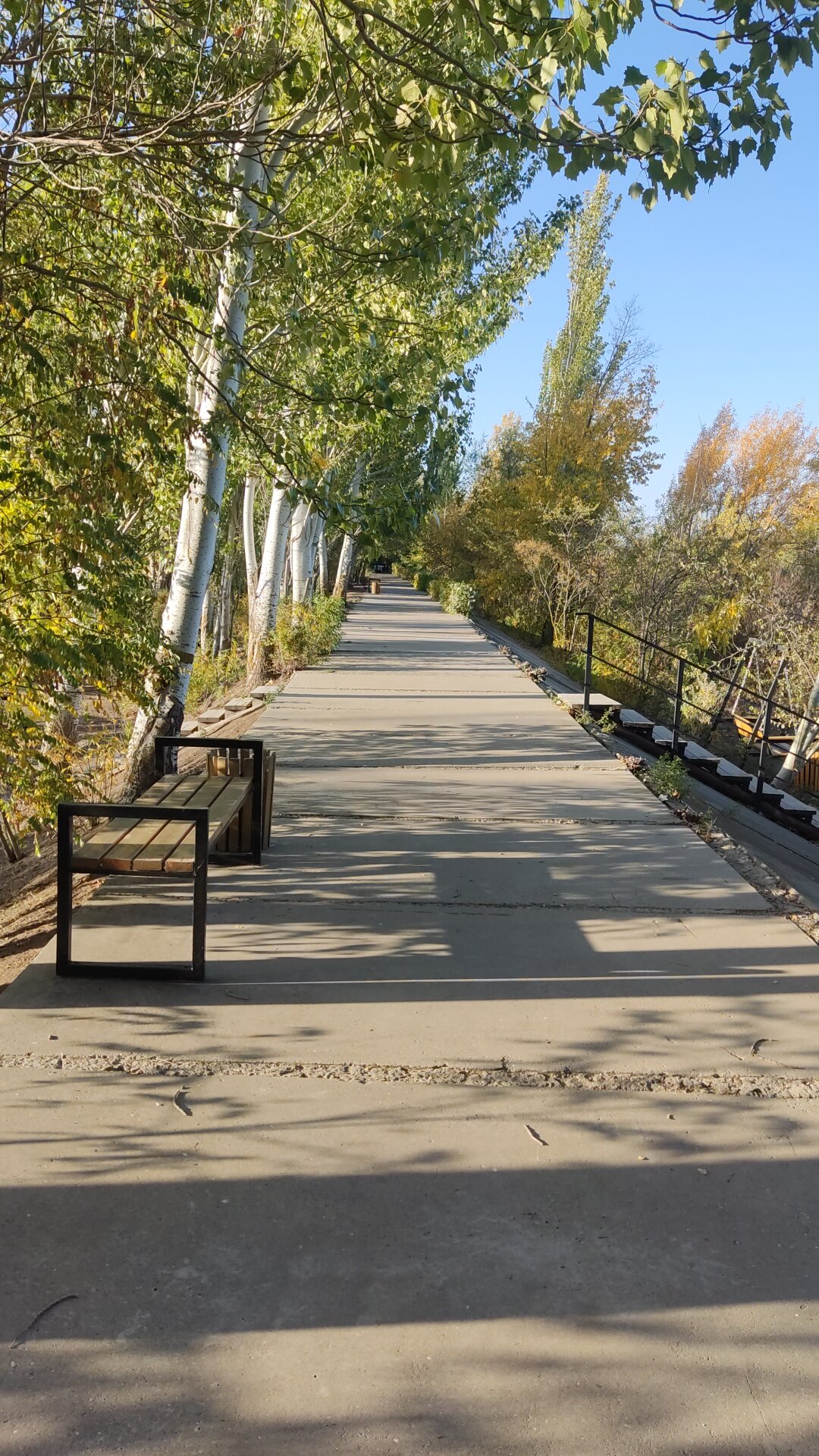 Фото Тополя