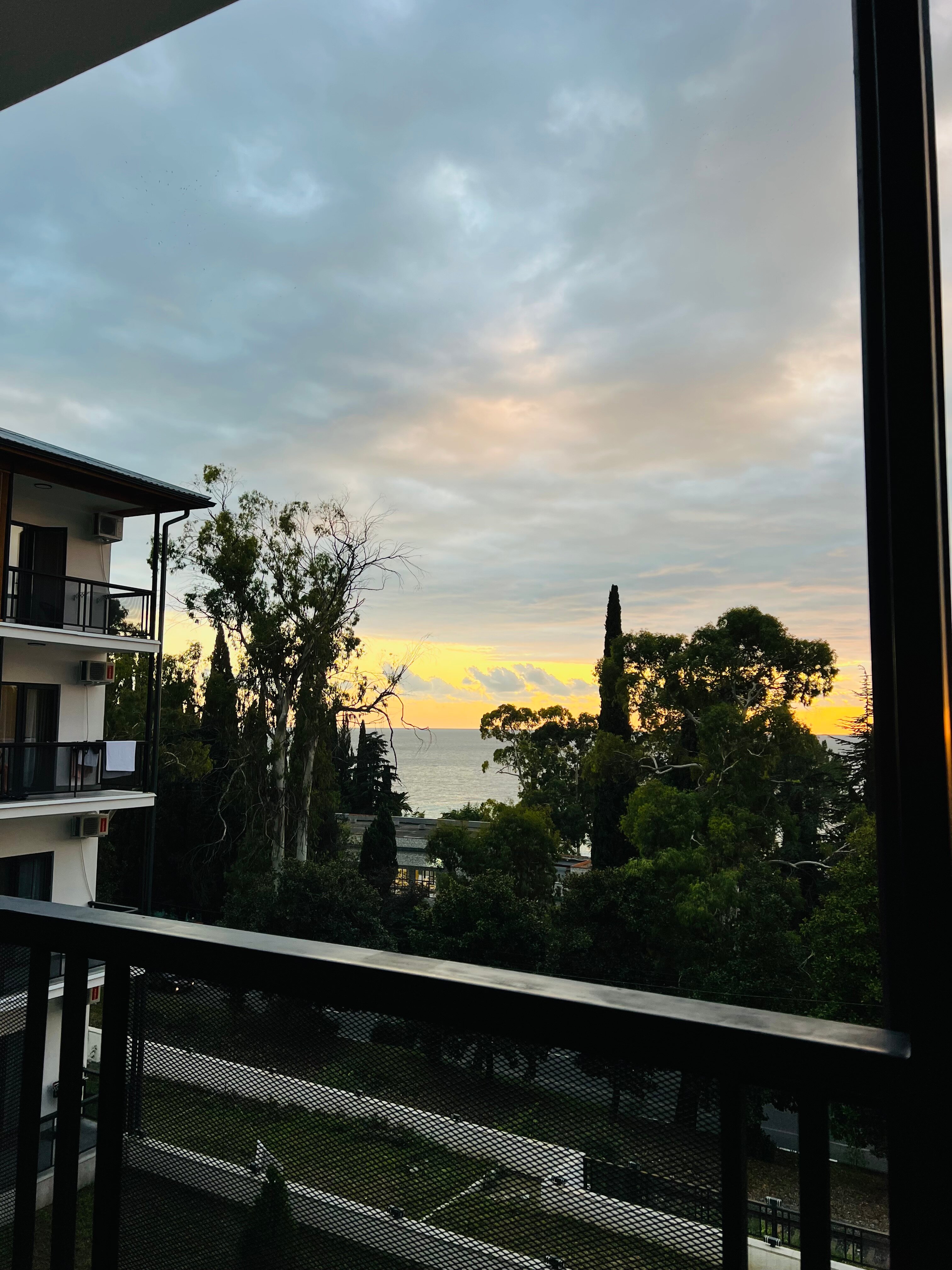 Фото Пальма