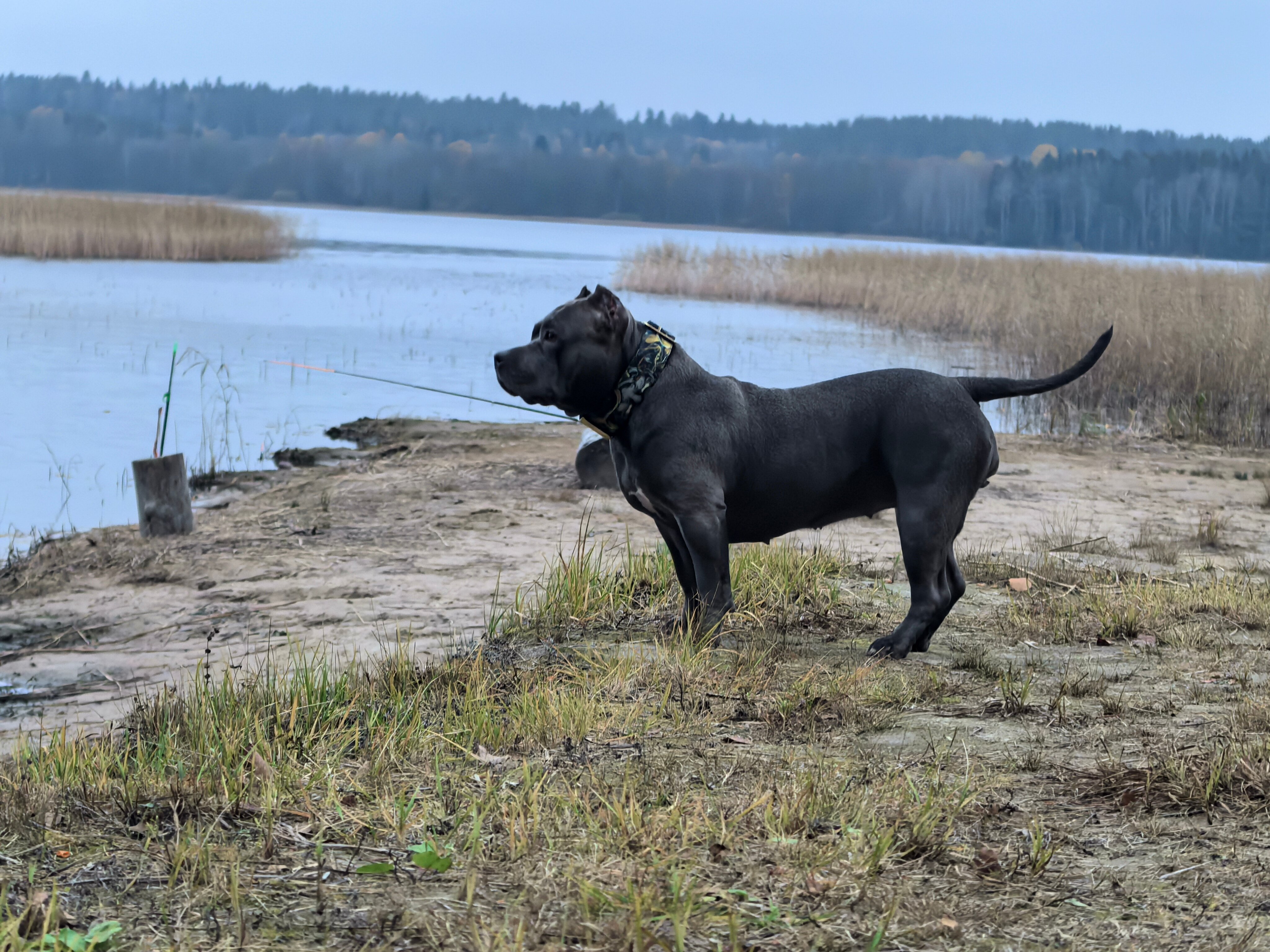 Фото Загородный клуб Сосновый берег