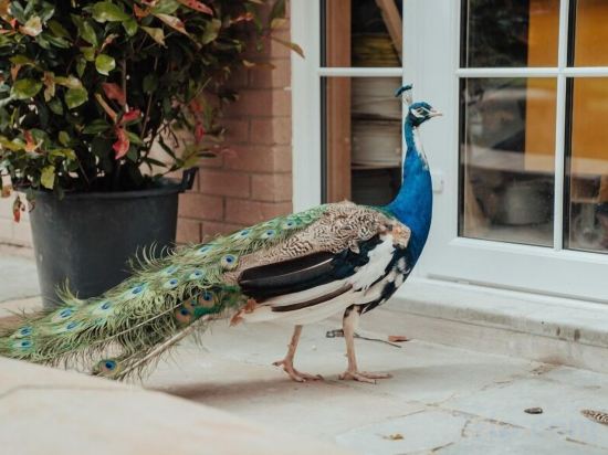 Фото Dunadry Hotel and Gardens