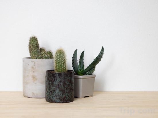 Фото Hotel Hacienda