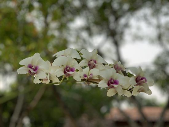 Фото Mango T. Villa Chiang Mai Resort