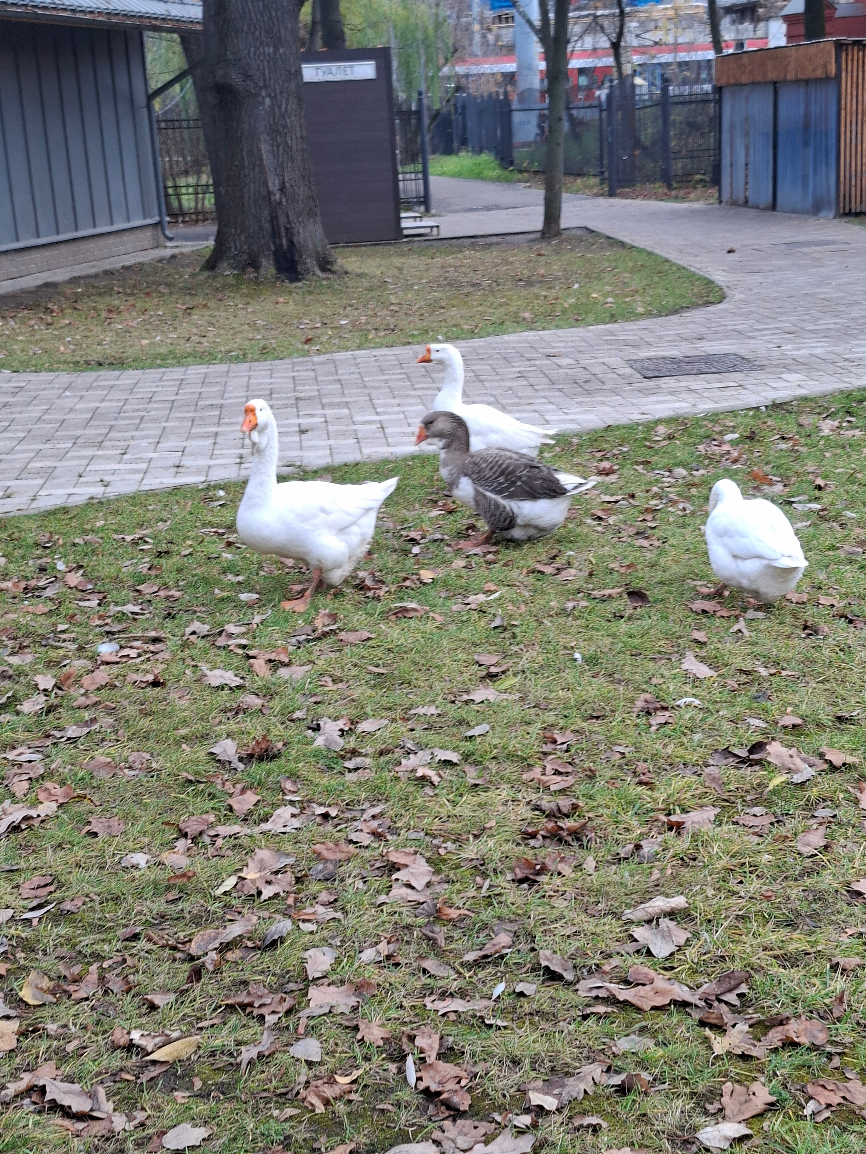 Фото Покровское Стрешнево