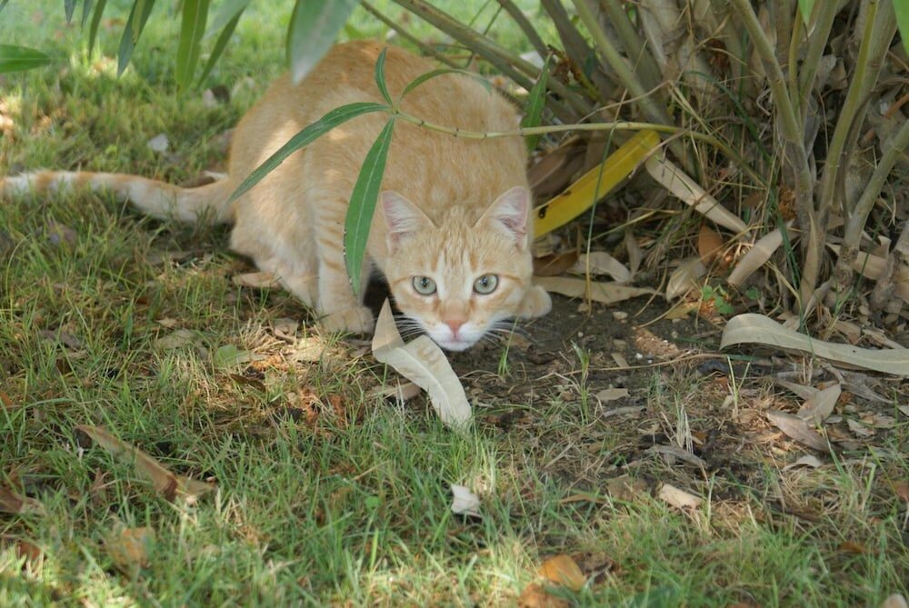 Фото Villa Mustafà