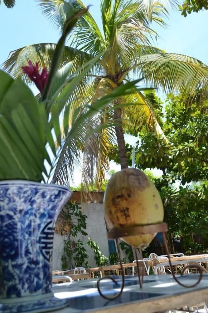 Фото Pacot Breeze