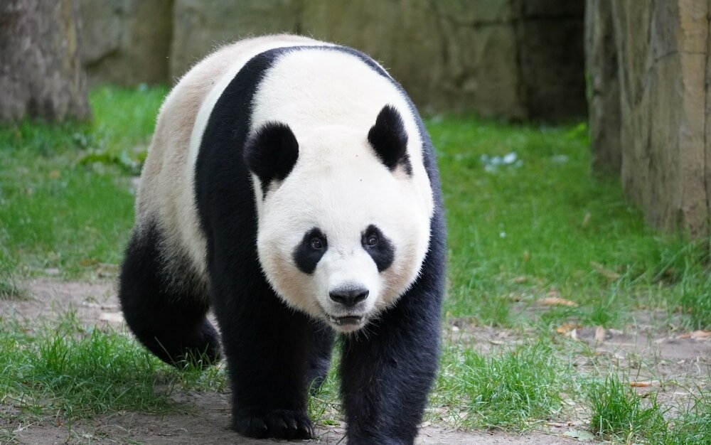 Фото Shanghai Vintage Hotel Disneyland Branch