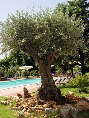 Фото Best Western Plus Soave Hotel