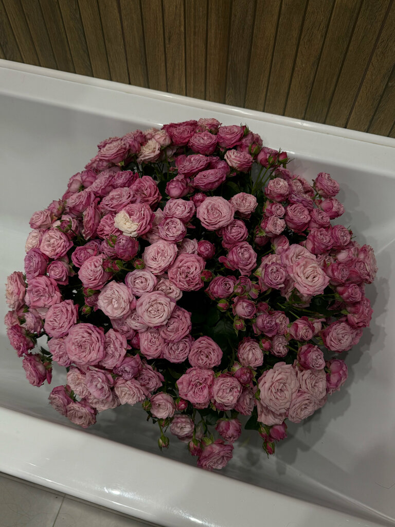 Александра Т.