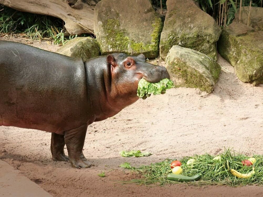 Фото Mercure Hotel Hannover Oldenburger Allee