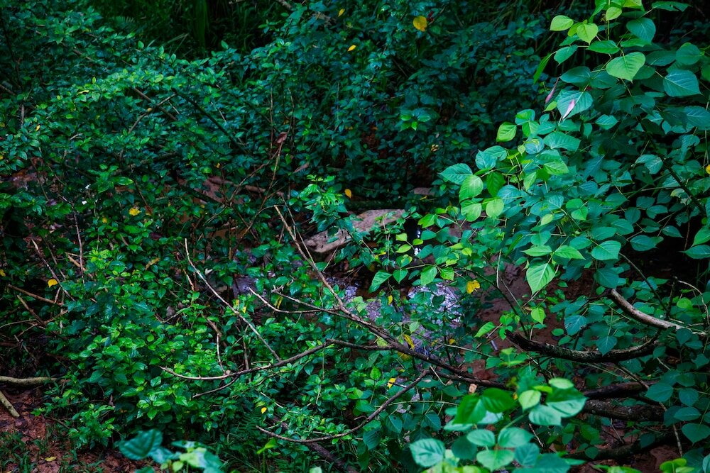 Фото Ella Eco Lodge