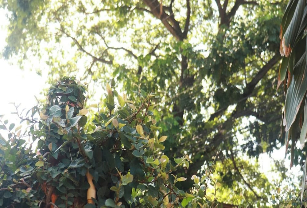 Фото Trekker Camp Chiang Mai Hostel