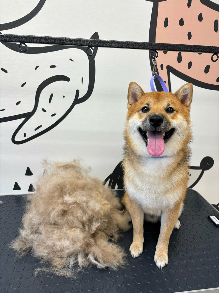 Pet salon Студия Груминга, Novokuznetsk, photo