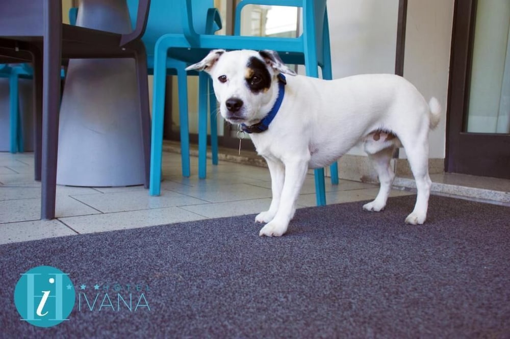 Фото Hotel Ivana