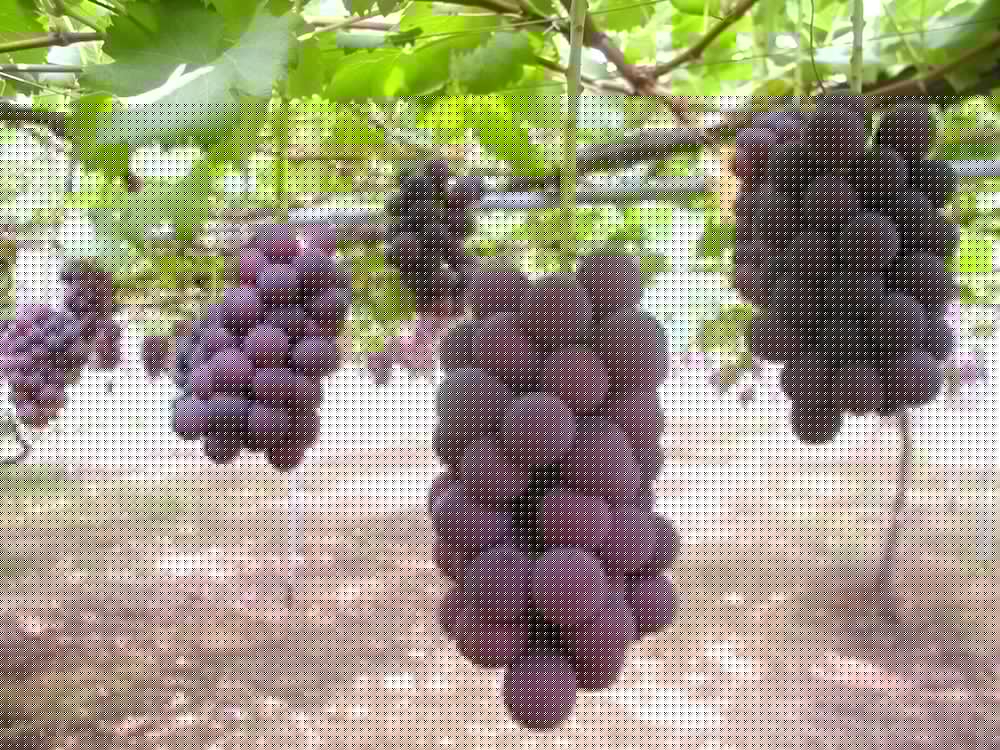 Фото Yukai Resort Yataya Shotoen