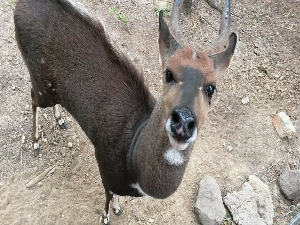 Фото Pabala Game Farm