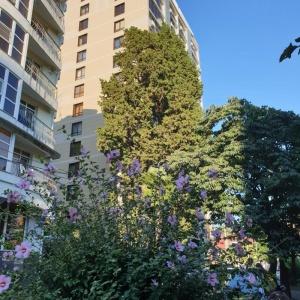 Фото Rose Del Mare