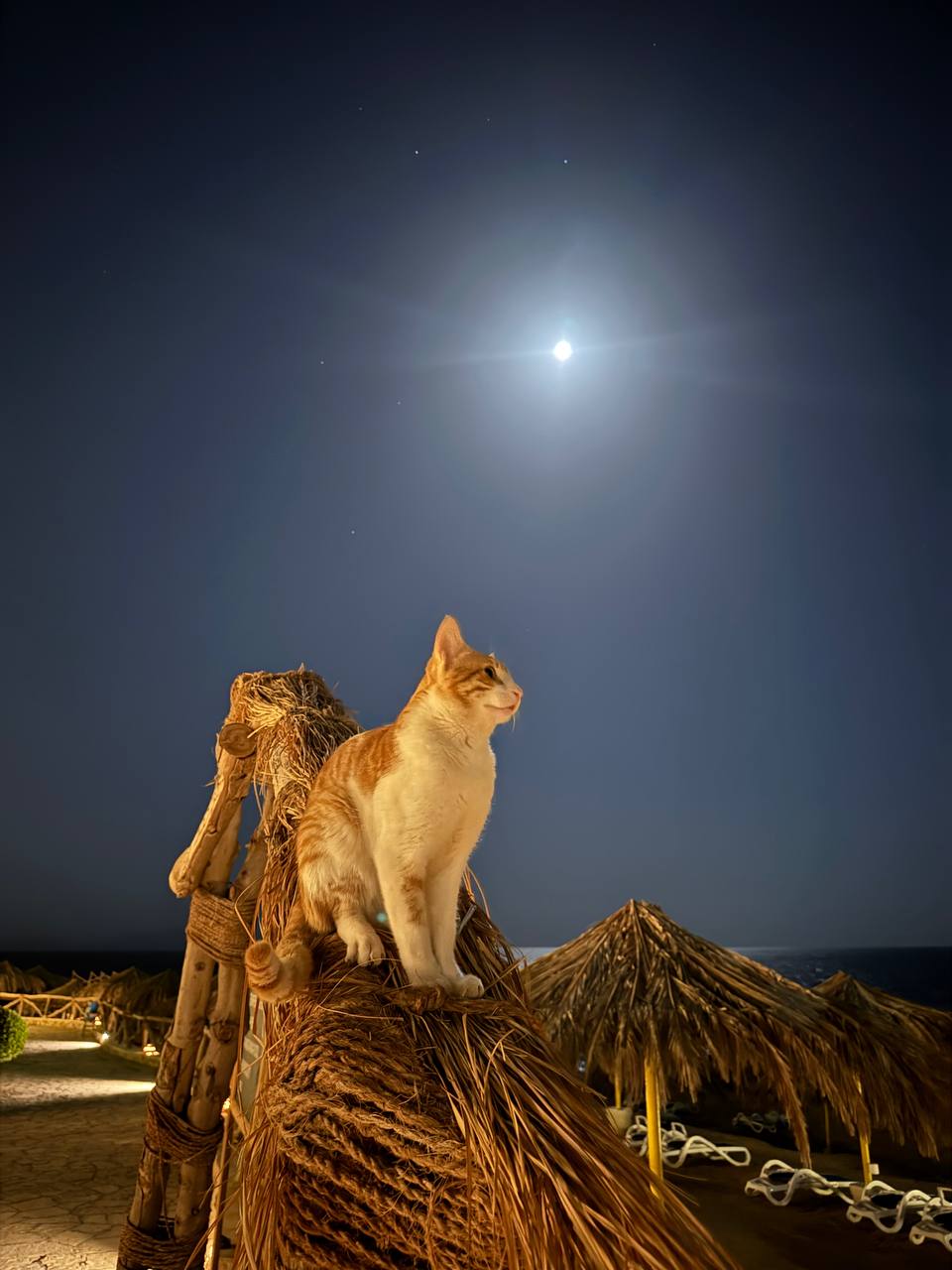 Фото Sharm Club Beach Resort