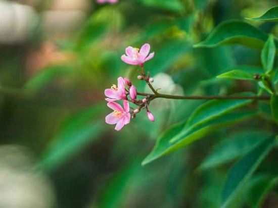 Фото Cendana Resort & SPA