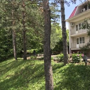 Фото Берёзка