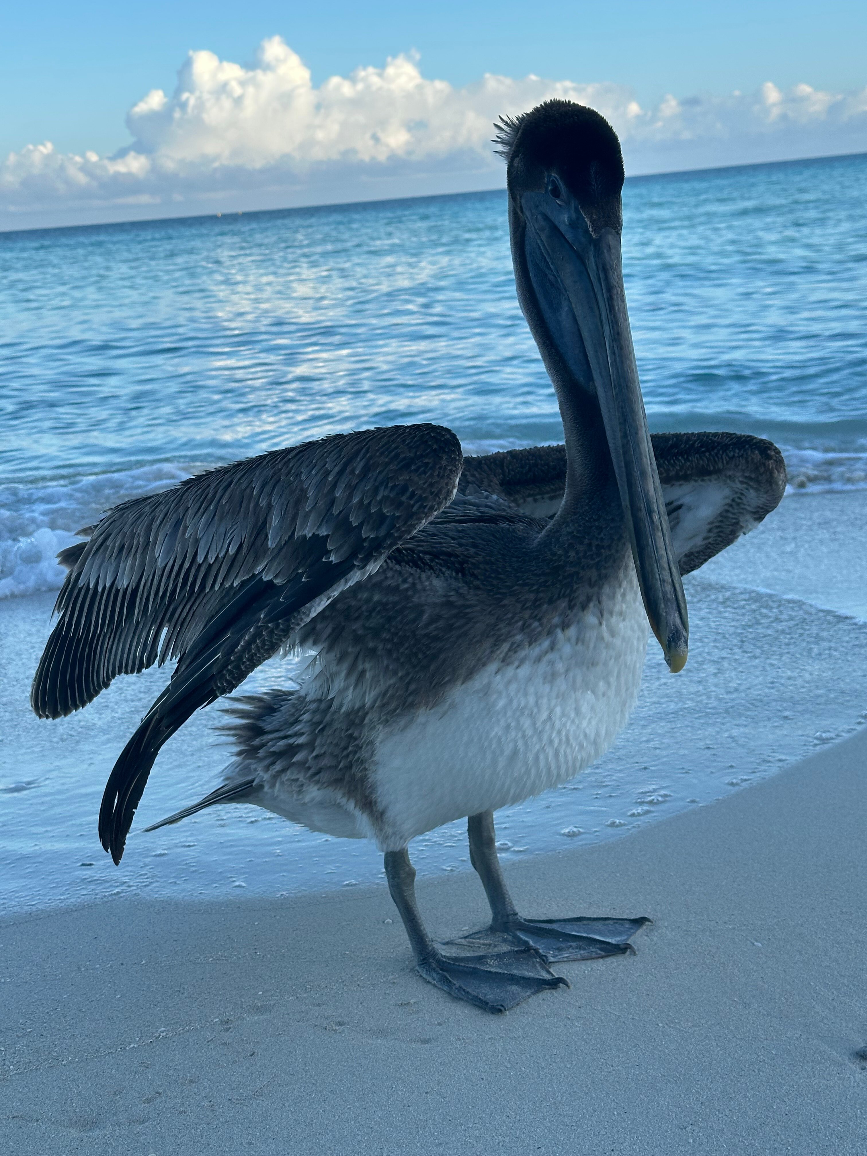 Фото Melia Varadero