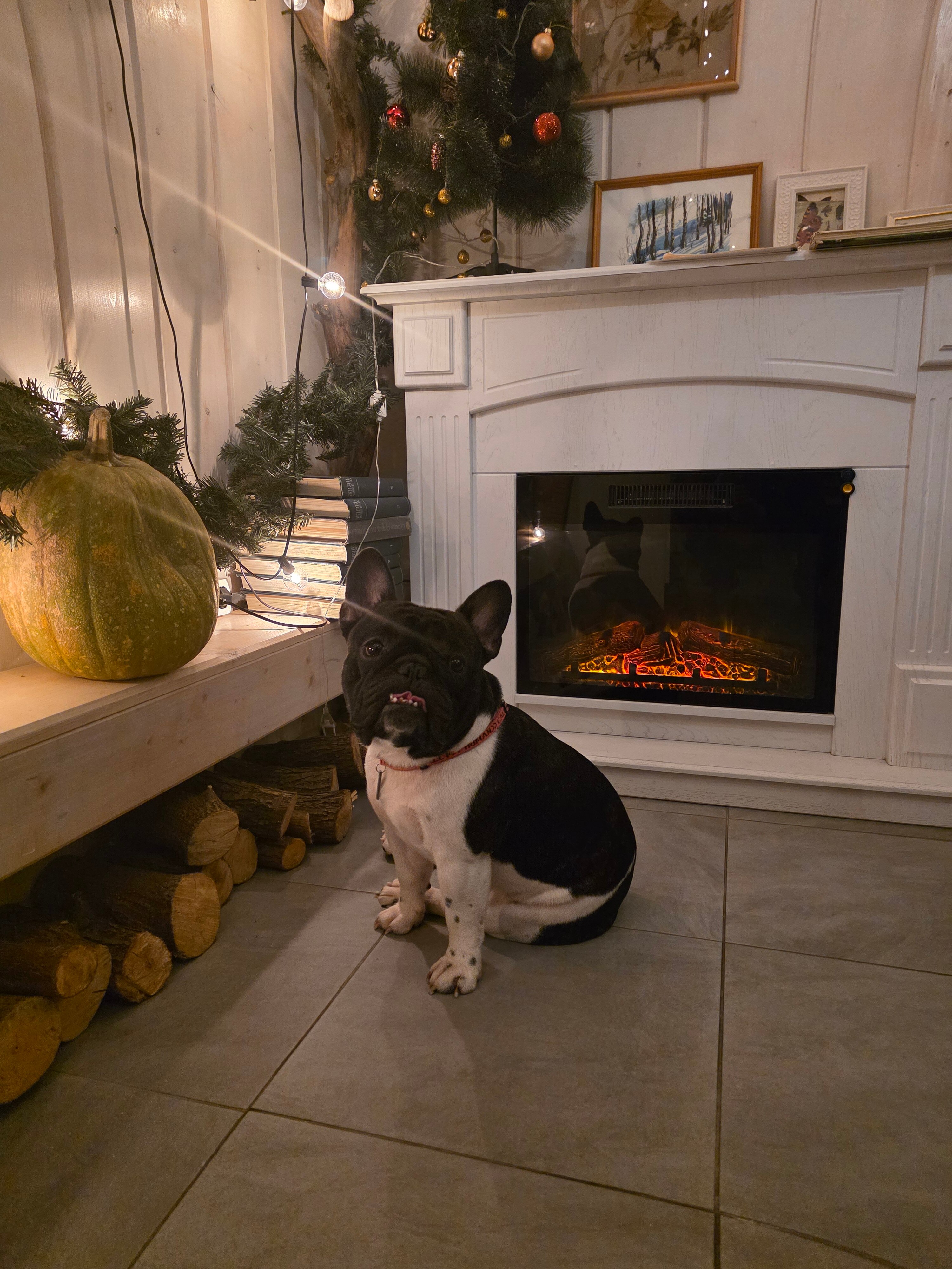 Фото Белый Кролик