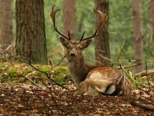 Гостиница Fletcher Hotel-Restaurant De Scheperskamp в Гелдерланде