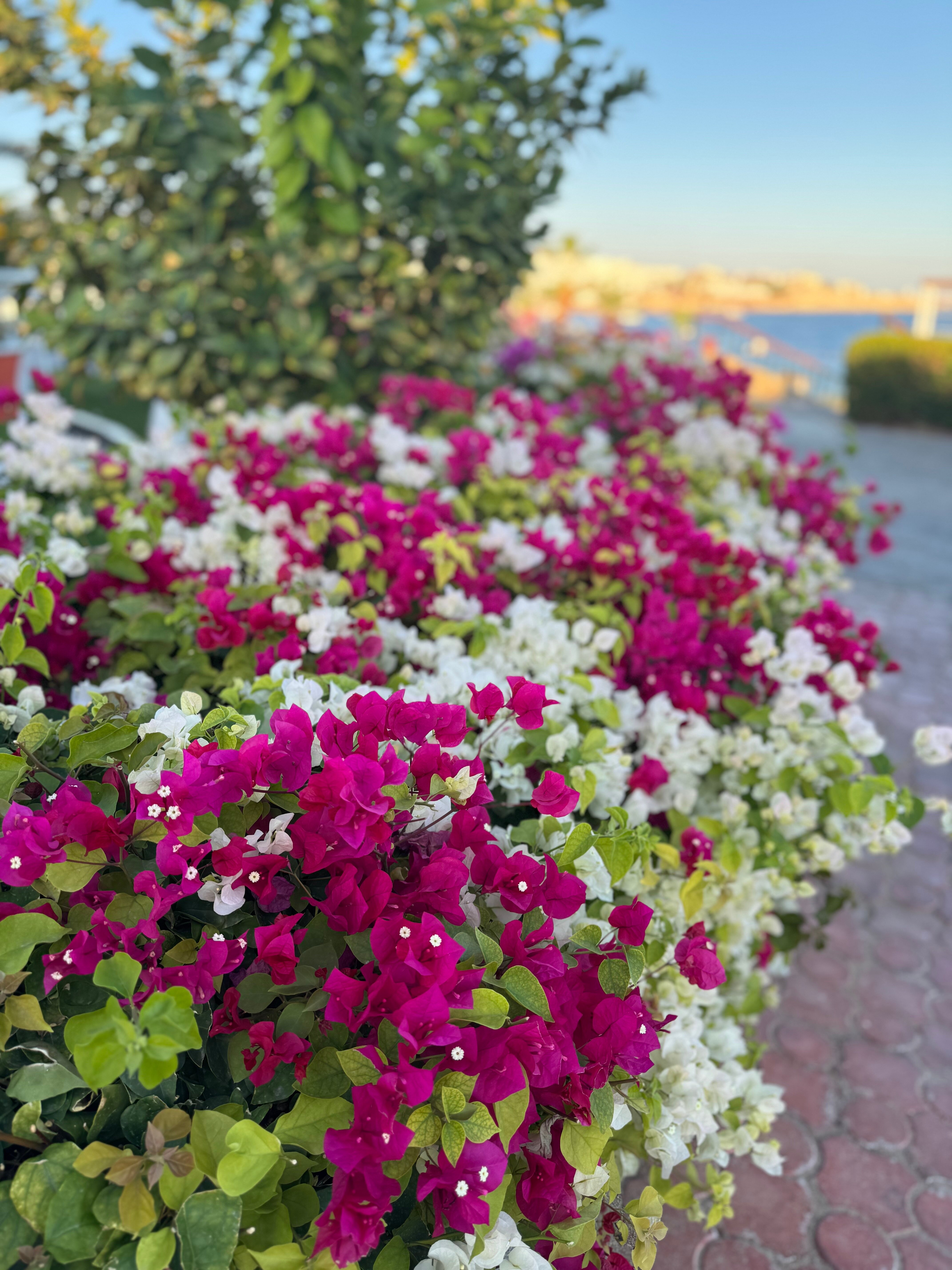 Фото Sierra Sharm El Sheikh