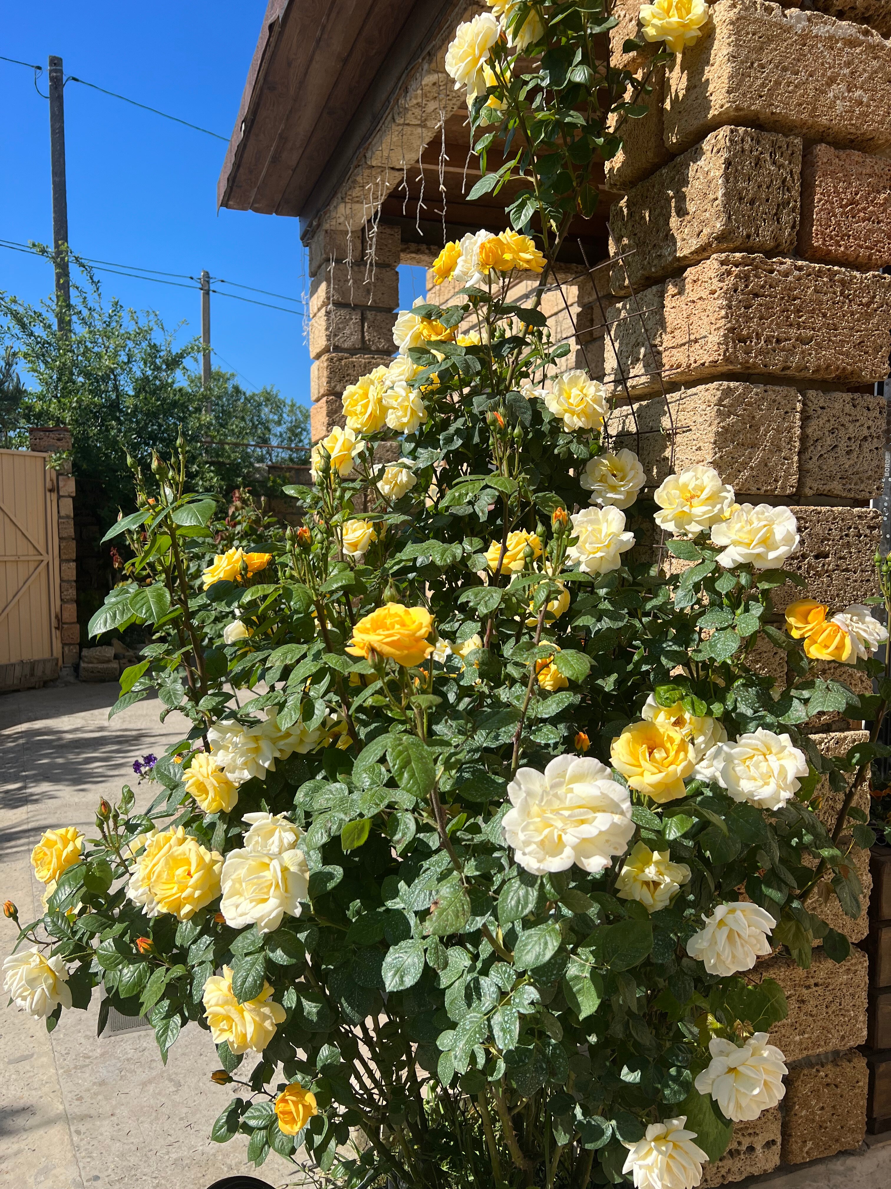 Фото Вилла Лаванда