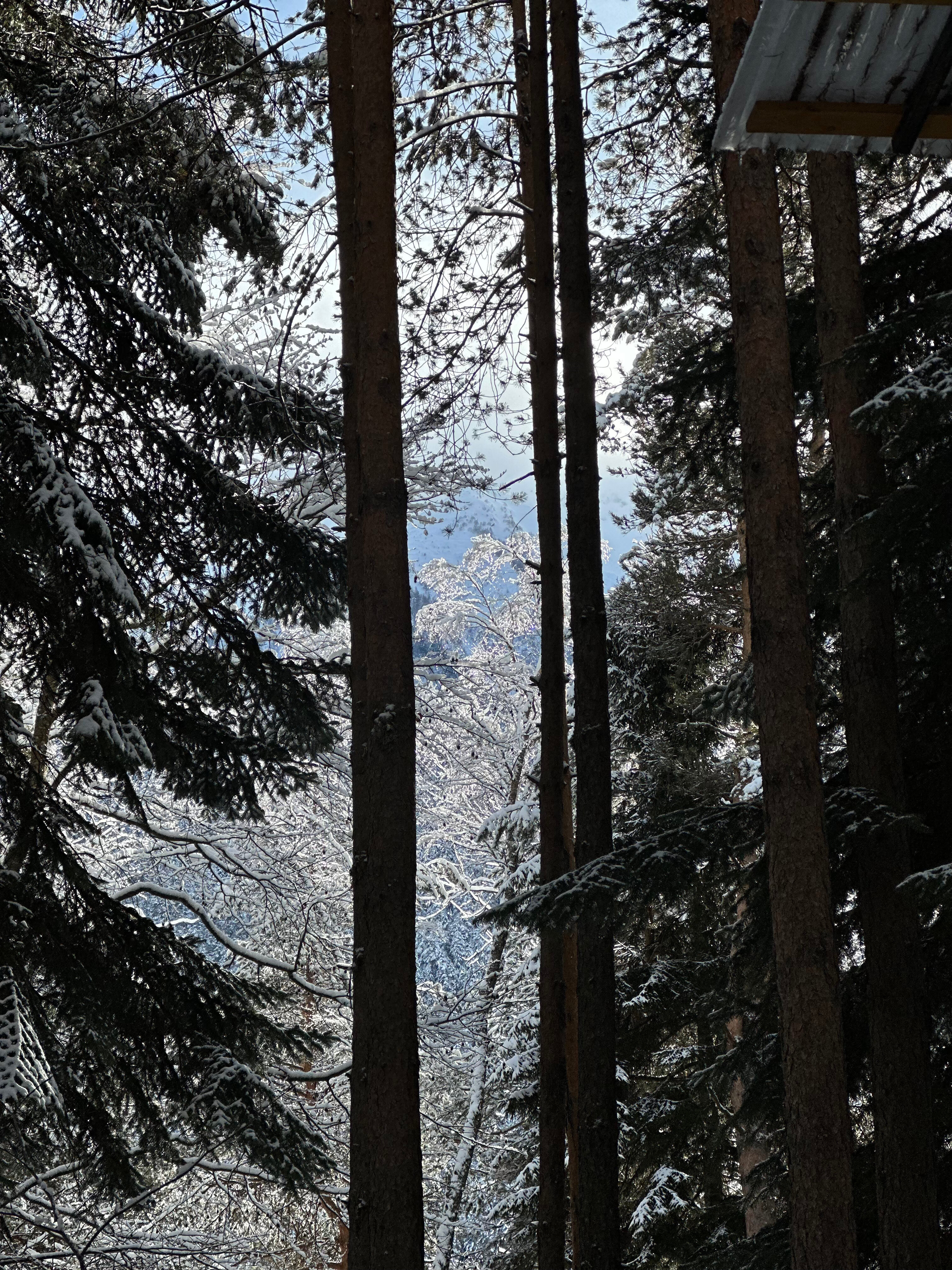 Фото Дух леса