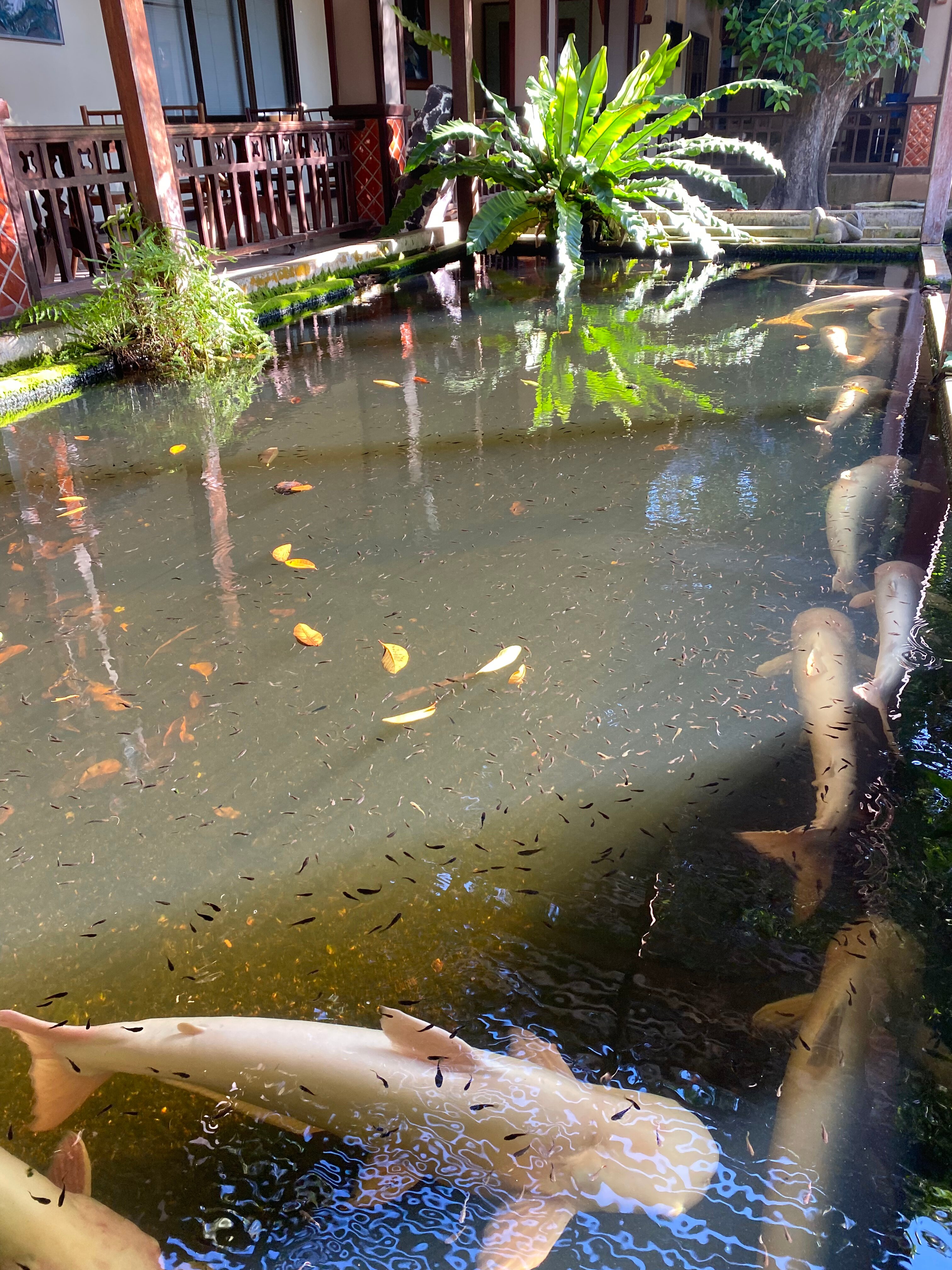 Фото Botany Beach Resort Pattaya